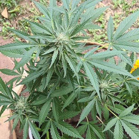 ROYAL QUEEN HULKBERRY F1 CLONE #01 growlog timeline photo
