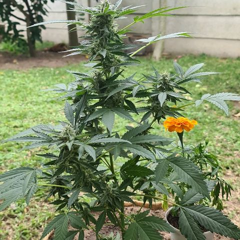 ROYAL QUEEN HULKBERRY F1 CLONE #01 growlog timeline photo
