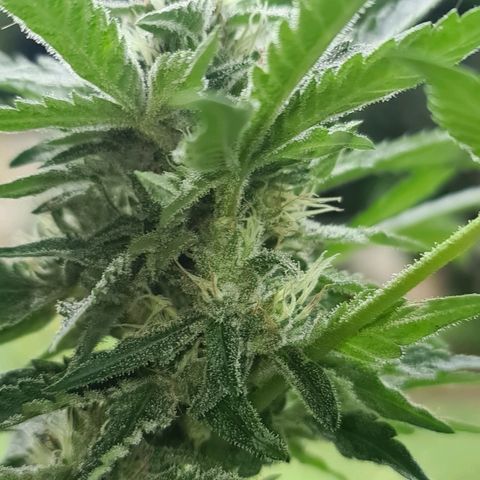 ROYAL QUEEN HULKBERRY F1 CLONE #01 growlog timeline photo
