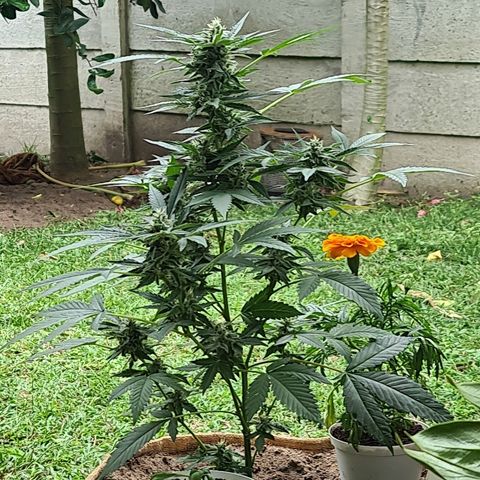 ROYAL QUEEN HULKBERRY F1 CLONE #01 growlog timeline photo