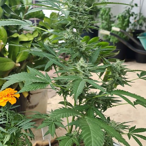 ROYAL QUEEN HULKBERRY F1 CLONE #01 growlog timeline photo
