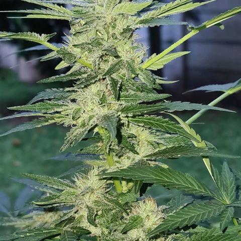 ROYAL QUEEN HULKBERRY F1 CLONE #01 growlog timeline photo