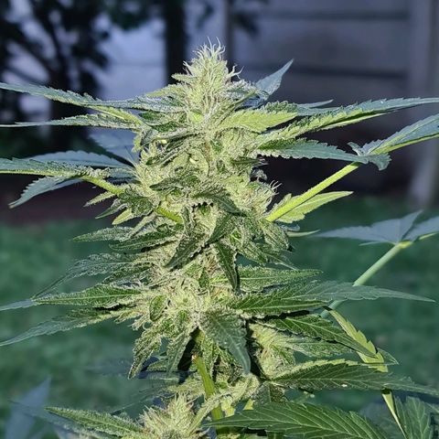ROYAL QUEEN HULKBERRY F1 CLONE #01 growlog timeline photo