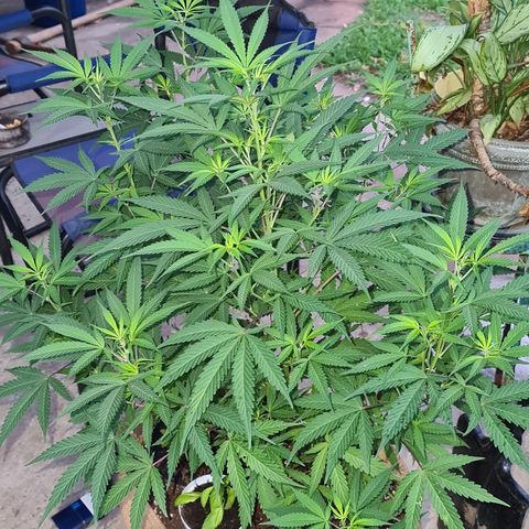 BC F2 CLONE #1 growlog timeline photo