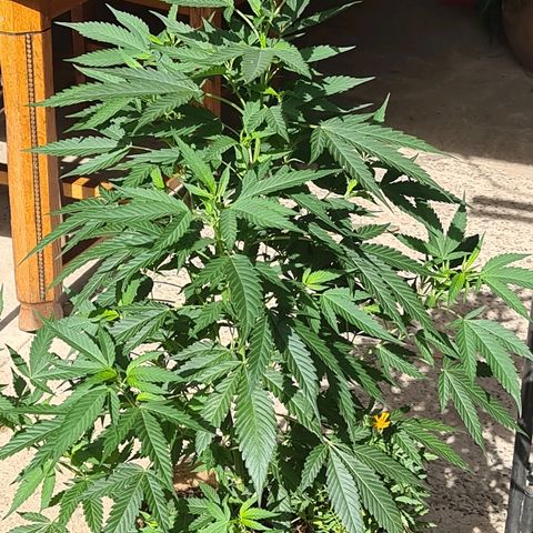 ROYAL QUEEN HULKBERRY F1 MOTHER CLONE #02 growlog timeline photo