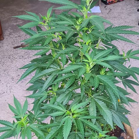 ROYAL QUEEN HULKBERRY F1 MOTHER CLONE #02 growlog timeline photo