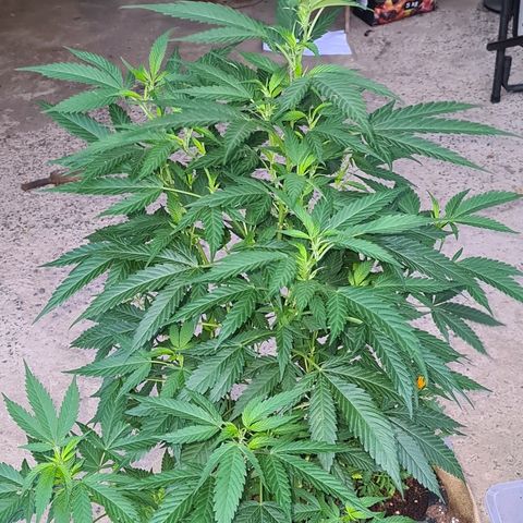 ROYAL QUEEN HULKBERRY F1 MOTHER CLONE #02 growlog timeline photo