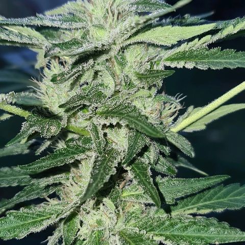 ROYAL QUEEN HULKBERRY F1 CLONE #01 growlog timeline photo