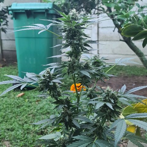 ROYAL QUEEN HULKBERRY F1 CLONE #01 growlog timeline photo