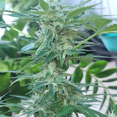 ROYAL QUEEN HULKBERRY F1 CLONE #01 growlog timeline photo