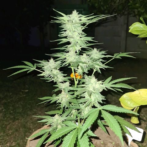ROYAL QUEEN HULKBERRY F1 CLONE #01 growlog timeline photo