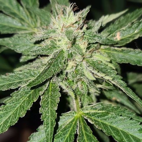 ROYAL QUEEN HULKBERRY F1 CLONE #01 growlog timeline photo