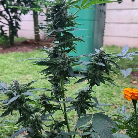ROYAL QUEEN HULKBERRY F1 CLONE #01 growlog timeline photo