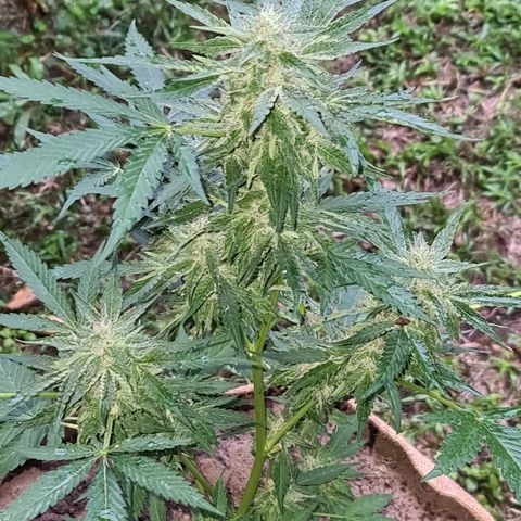 ROYAL QUEEN HULKBERRY F1 CLONE #01 growlog timeline photo