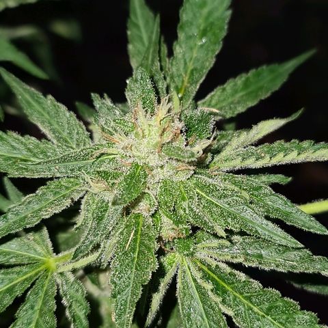 ROYAL QUEEN HULKBERRY F1 CLONE #01 growlog timeline photo