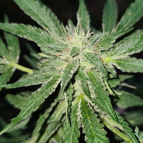 ROYAL QUEEN HULKBERRY F1 CLONE #01 growlog timeline photo