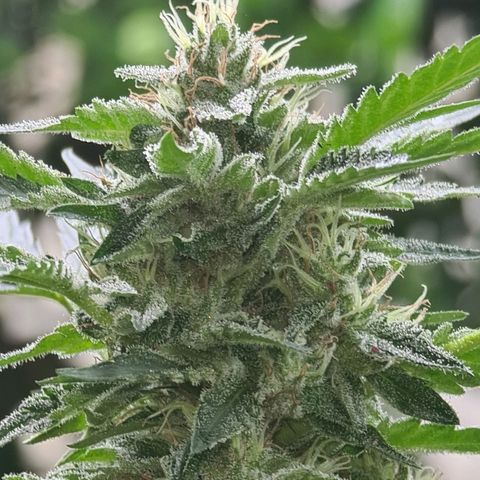 ROYAL QUEEN HULKBERRY F1 CLONE #01 growlog timeline photo