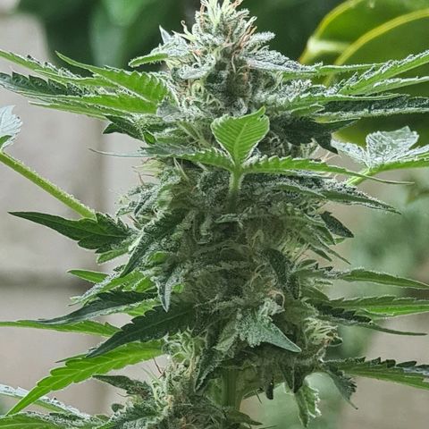 ROYAL QUEEN HULKBERRY F1 CLONE #01 growlog timeline photo