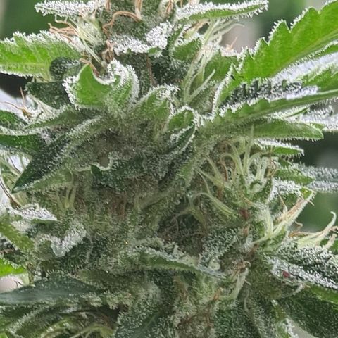 ROYAL QUEEN HULKBERRY F1 CLONE #01 growlog timeline photo
