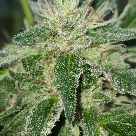 ROYAL QUEEN HULKBERRY F1 CLONE #01 growlog timeline photo