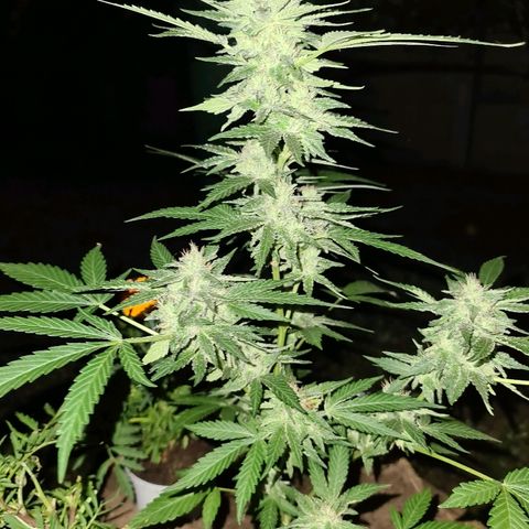 ROYAL QUEEN HULKBERRY F1 CLONE #01 growlog timeline photo