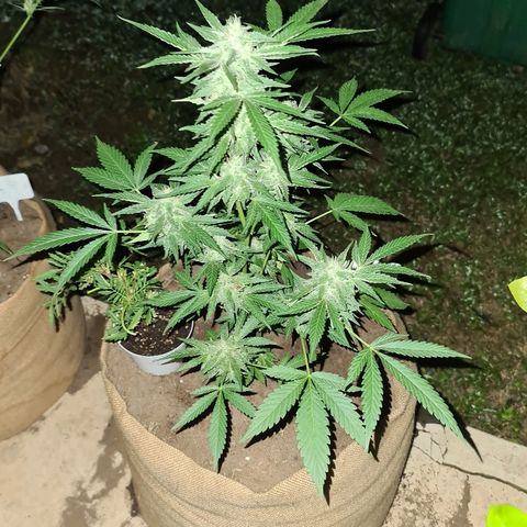 ROYAL QUEEN HULKBERRY F1 CLONE #01 growlog timeline photo