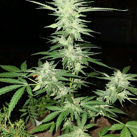 ROYAL QUEEN HULKBERRY F1 CLONE #01 growlog timeline photo