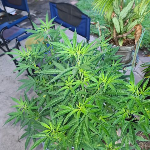 BC F2 CLONE #1 growlog timeline photo
