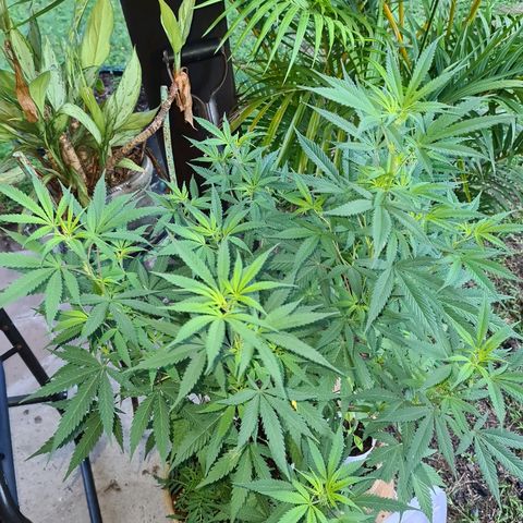 BC F2 CLONE #1 growlog timeline photo