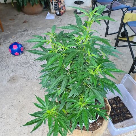 ROYAL QUEEN HULKBERRY F1 MOTHER CLONE #02 growlog timeline photo