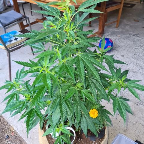 ROYAL QUEEN HULKBERRY F1 MOTHER CLONE #02 growlog timeline photo