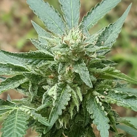 ROYAL QUEEN HULKBERRY F1 CLONE #01 growlog timeline photo