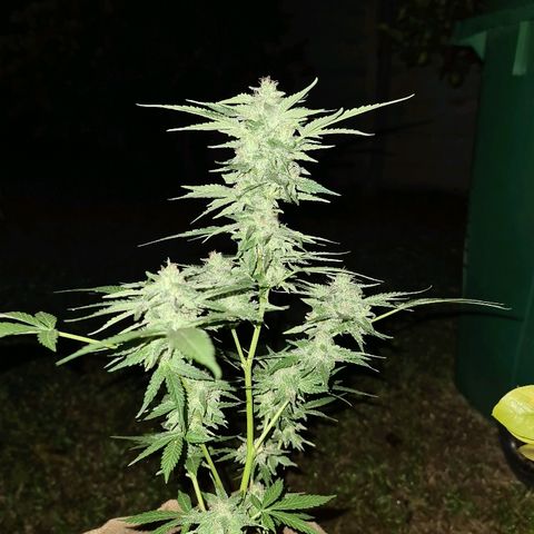 ROYAL QUEEN HULKBERRY F1 CLONE #01 growlog timeline photo