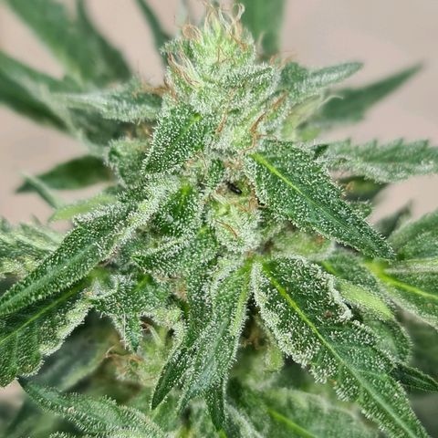 ROYAL QUEEN HULKBERRY F1 CLONE #01 growlog timeline photo