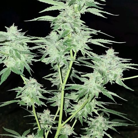 ROYAL QUEEN HULKBERRY F1 CLONE #01 growlog timeline photo