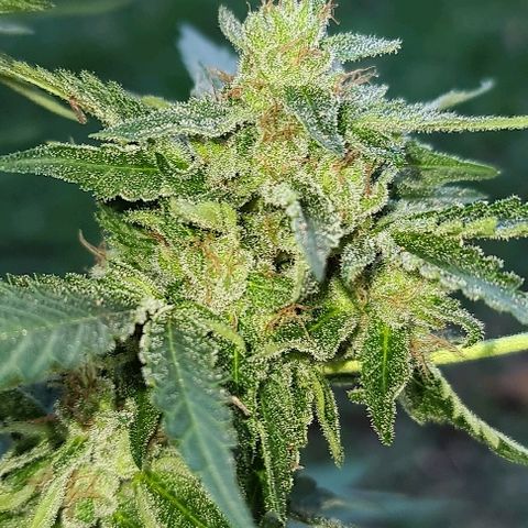 ROYAL QUEEN HULKBERRY F1 CLONE #01 growlog timeline photo