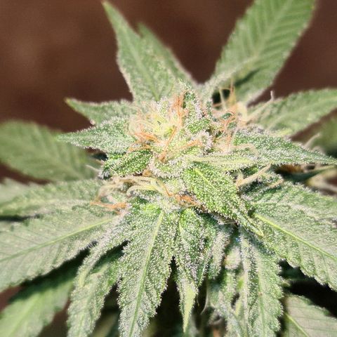 ROYAL QUEEN HULKBERRY F1 CLONE #01 growlog timeline photo