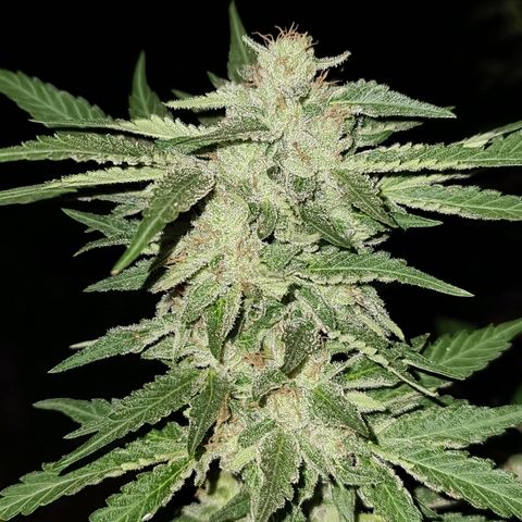 ROYAL QUEEN HULKBERRY F1 CLONE #01 growlog timeline photo