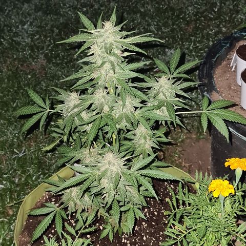 ROYAL QUEEN HULKBERRY F1 CLONE #01 growlog timeline photo