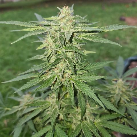 ROYAL QUEEN HULKBERRY F1 CLONE #01 growlog timeline photo