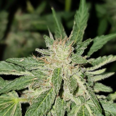 ROYAL QUEEN HULKBERRY F1 CLONE #01 growlog timeline photo