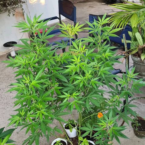 BC F2 CLONE #1 growlog timeline photo