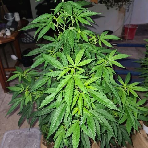 ROYAL QUEEN HULKBERRY F1 MOTHER CLONE #02 growlog timeline photo