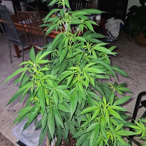 ROYAL QUEEN HULKBERRY F1 MOTHER CLONE #02 growlog timeline photo