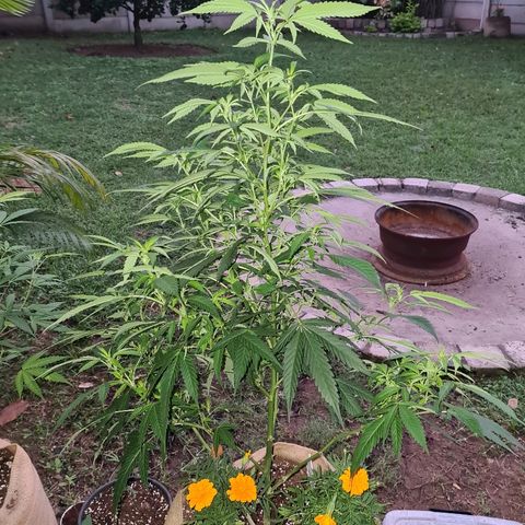 ROYAL QUEEN HULKBERRY F1 MOTHER CLONE #02 growlog timeline photo