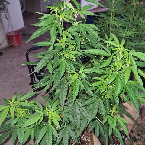 ROYAL QUEEN HULKBERRY F1 MOTHER CLONE #02 growlog timeline photo