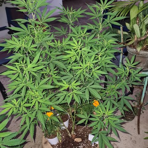 BC F2 CLONE #1 growlog timeline photo