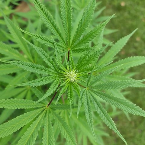 BC F2 CLONE #1 growlog timeline photo
