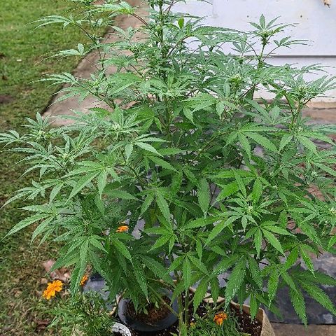 BC F2 CLONE #1 growlog timeline photo