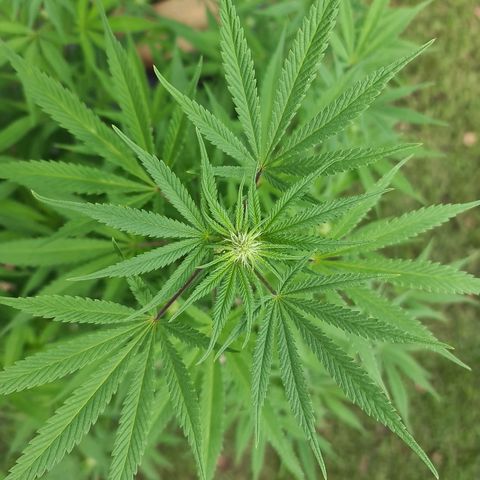 BC F2 CLONE #1 growlog timeline photo